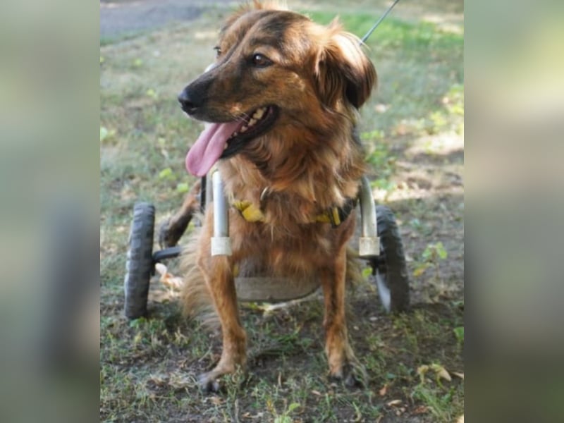 Lola - fröhliches Rollimädchen