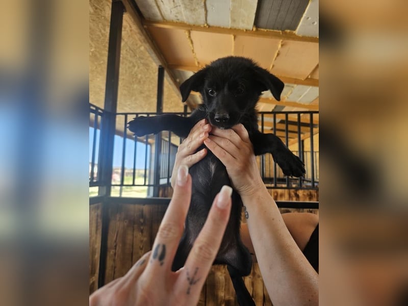 Süße, kleine Mindy sucht ihre Menschen