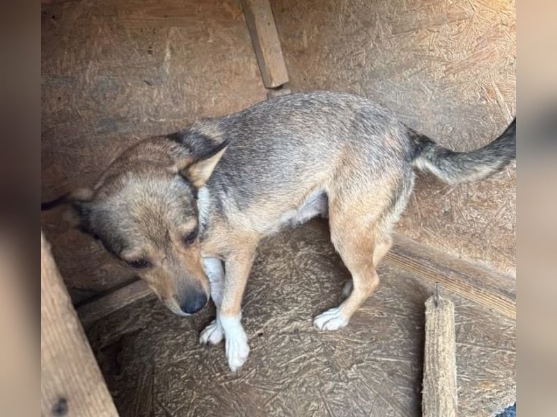 Kaylie - kleine, fürsorgliche Mama sucht ruhiges Zuhause