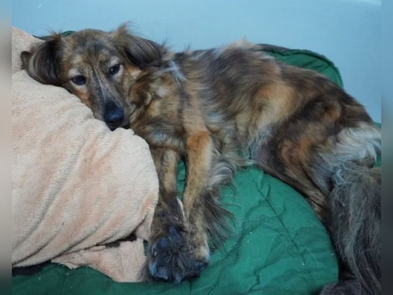 Lola - fröhliches Rollimädchen