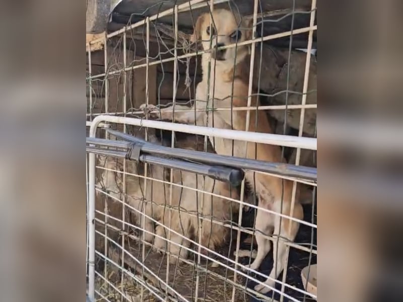 Kleines Welpenmädchen Dolly sucht Zuhause