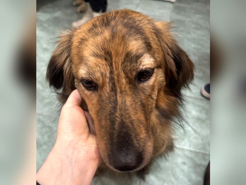 Lola - fröhliches Rollimädchen