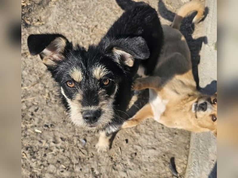 Kleiner, junger Rusty sucht liebevolles Zuhause (D/CH/LUX)