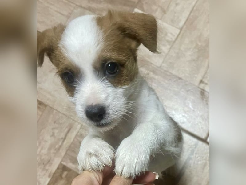 Kleinbleibender Flou sucht sein Zuhause (D/CH/LUX)