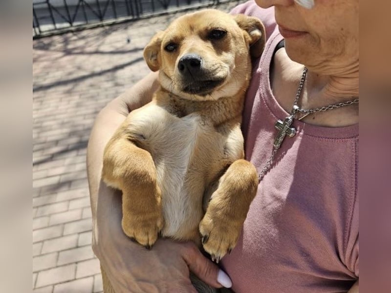 Supersüßes, kleines Welpenmädchen Bonnie