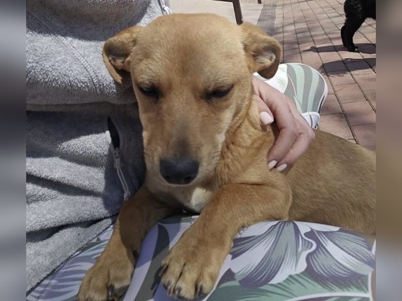 Supersüßes, kleines Welpenmädchen Bonnie