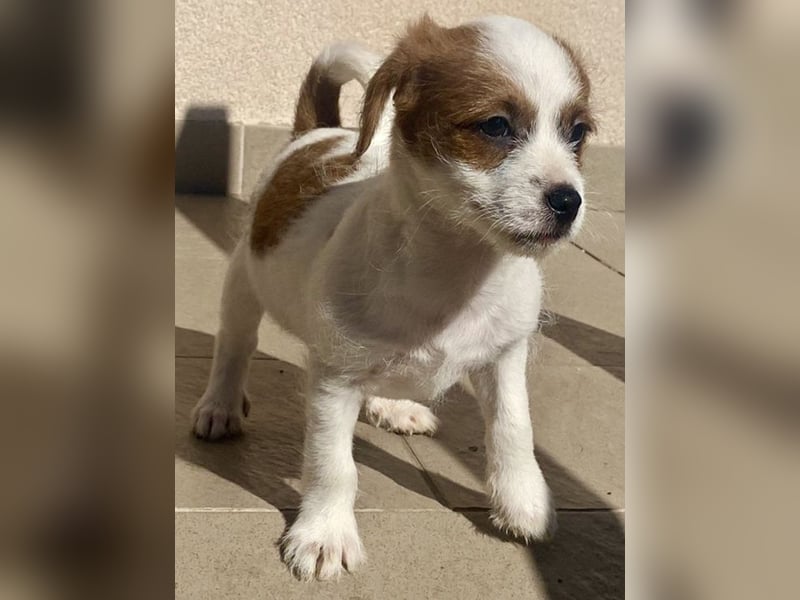 Kleinbleibender Flou sucht sein Zuhause (D/CH/LUX)