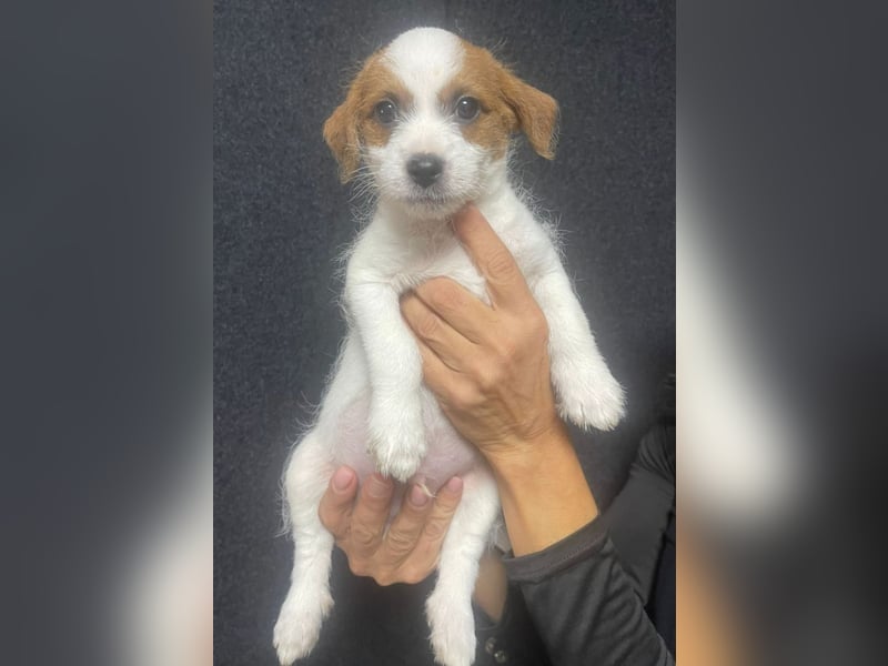 Kleinbleibender Flou sucht sein Zuhause (D/CH/LUX)