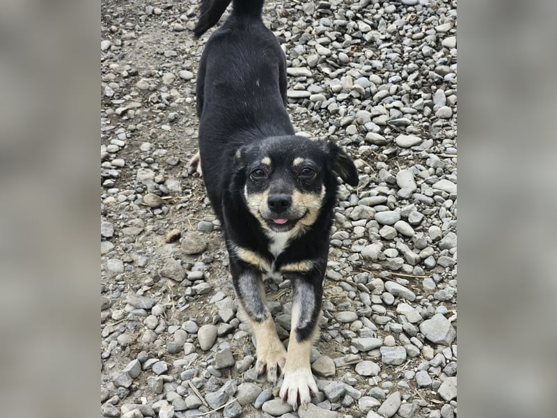 Kleine Hündin Bijou sucht Familie (D/LUX/CH)