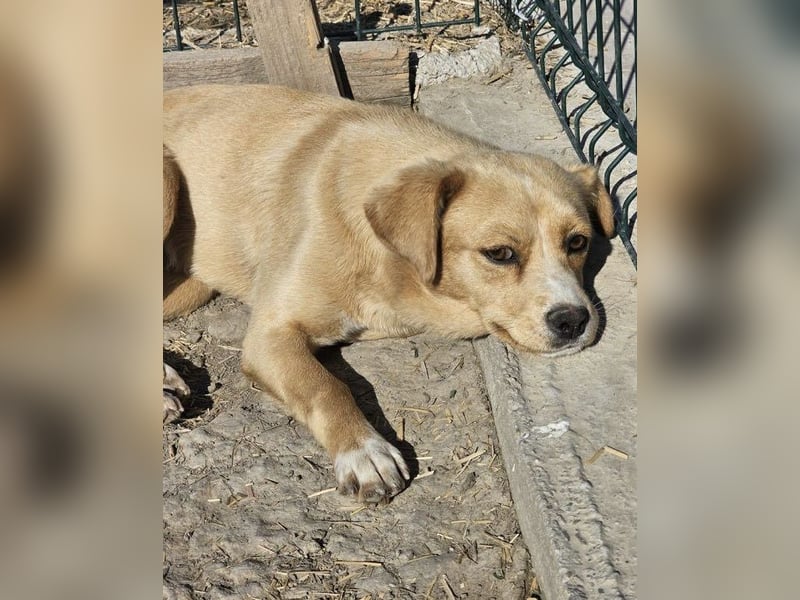 Lieber, kleiner Junghund Albert sucht Körbchen