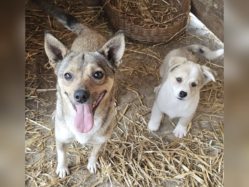 Kaylie - kleine, fürsorgliche Mama sucht ruhiges Zuhause