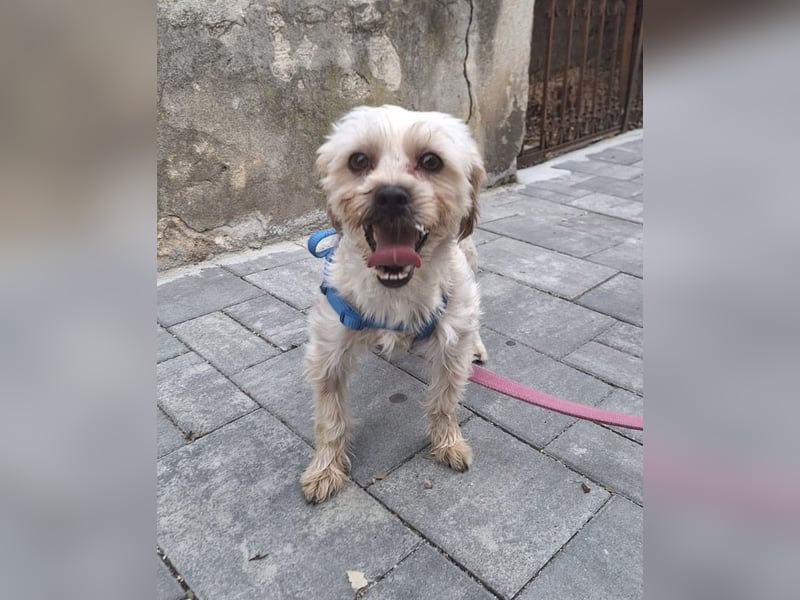 Kleine Ziva, gerettet von der Straße