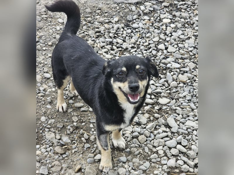 Kleine Hündin Bijou sucht Familie (D/LUX/CH)