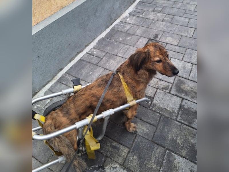 Lola - fröhliches Rollimädchen