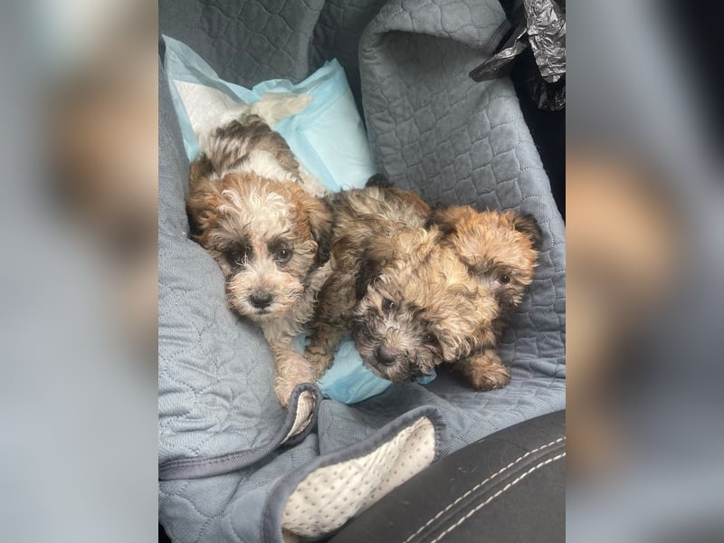 Der kleine Porto sucht ein Zuhause