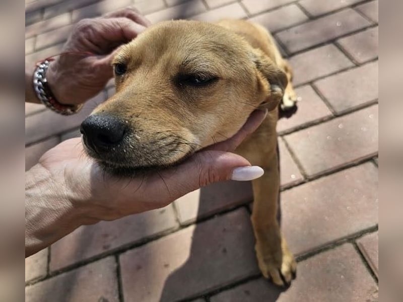 Supersüßes, kleines Welpenmädchen Bonnie