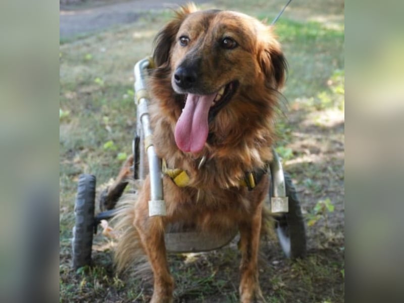 Lola - fröhliches Rollimädchen