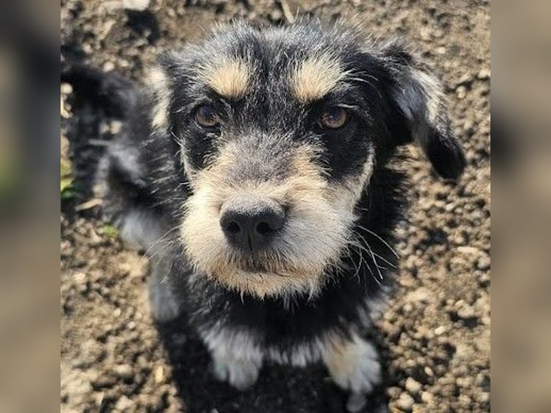 Kleiner, junger Rusty sucht liebevolles Zuhause (D/CH/LUX)