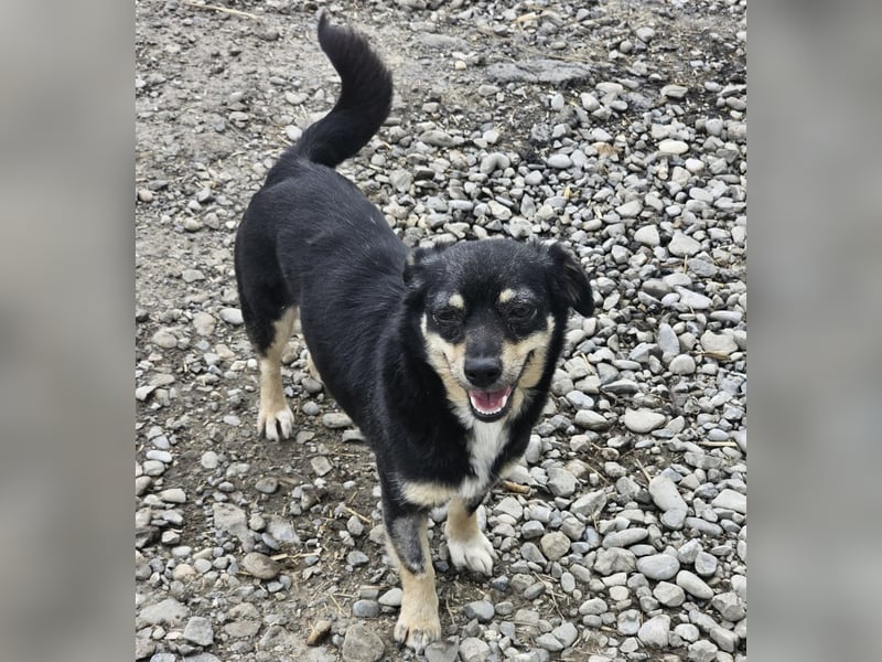 Kleine Hündin Bijou sucht Familie (D/LUX/CH)