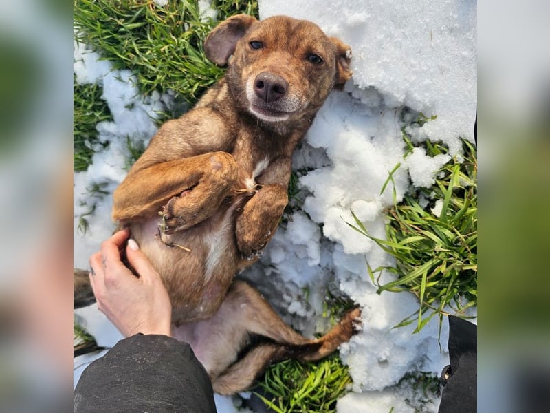 Welpenmädchen Sophie sucht liebevolle Familie