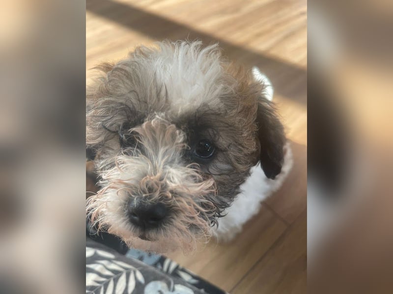 Der kleine Porto sucht ein Zuhause