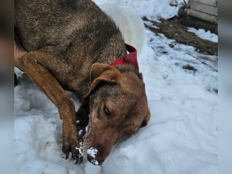 Welpenmädchen Sophie sucht liebevolle Familie