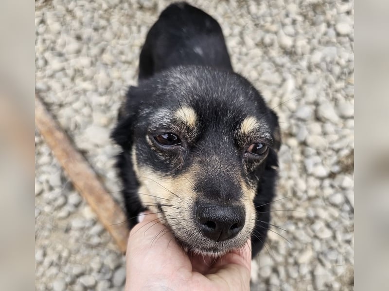 Kleine Hündin Bijou sucht Familie (D/LUX/CH)