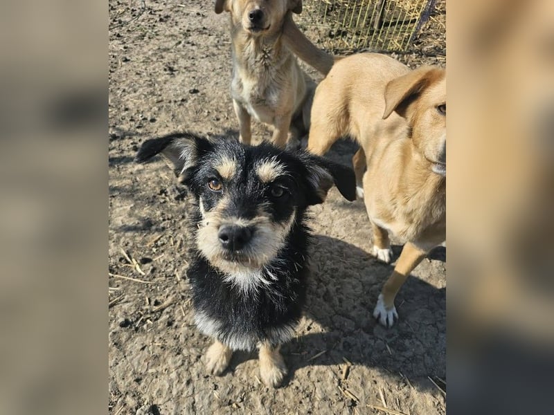 Kleiner, junger Rusty sucht liebevolles Zuhause (D/CH/LUX)