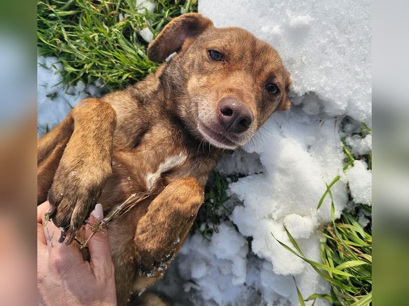 Welpenmädchen Sophie sucht liebevolle Familie