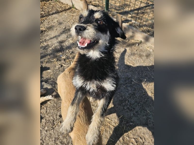Kleiner, junger Rusty sucht liebevolles Zuhause (D/CH/LUX)
