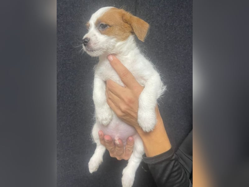 Kleinbleibender Flou sucht sein Zuhause (D/CH/LUX)