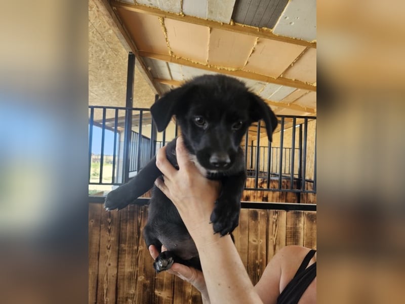 Süße, kleine Mindy sucht ihre Menschen