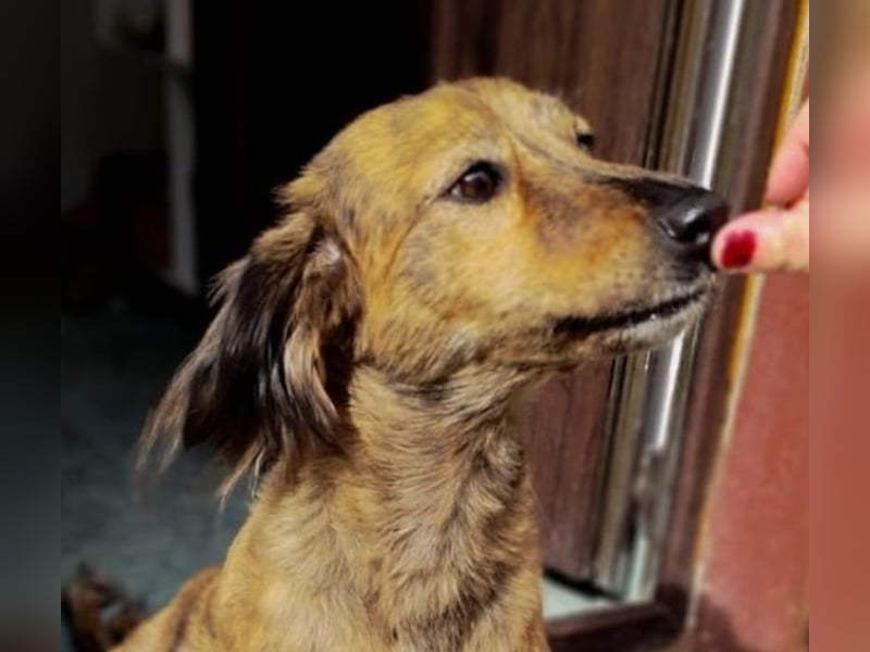 Lola - fröhliches Rollimädchen