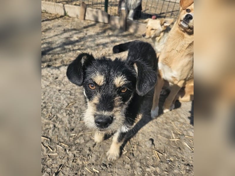 Kleiner, junger Rusty sucht liebevolles Zuhause (D/CH/LUX)