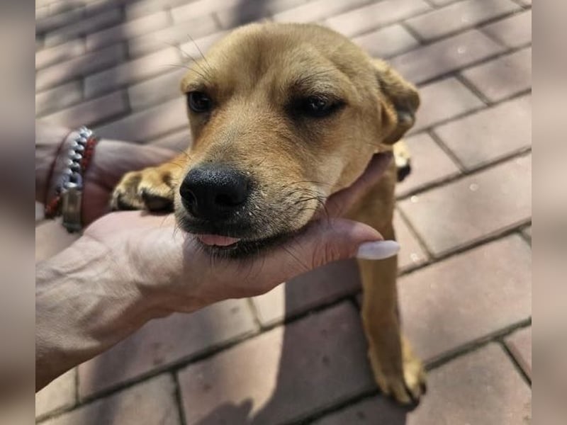 Supersüßes, kleines Welpenmädchen Bonnie
