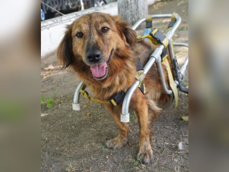 Lola - fröhliches Rollimädchen