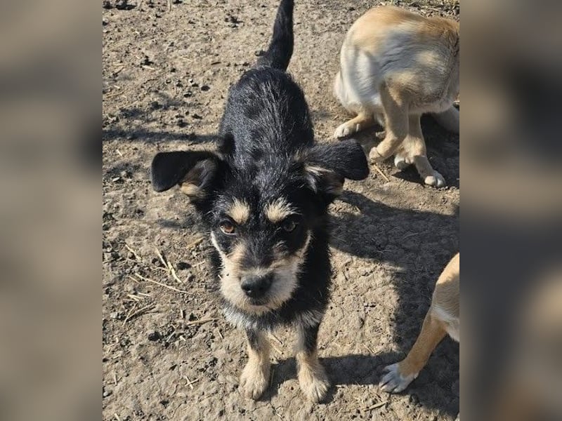 Kleiner, junger Rusty sucht liebevolles Zuhause (D/CH/LUX)