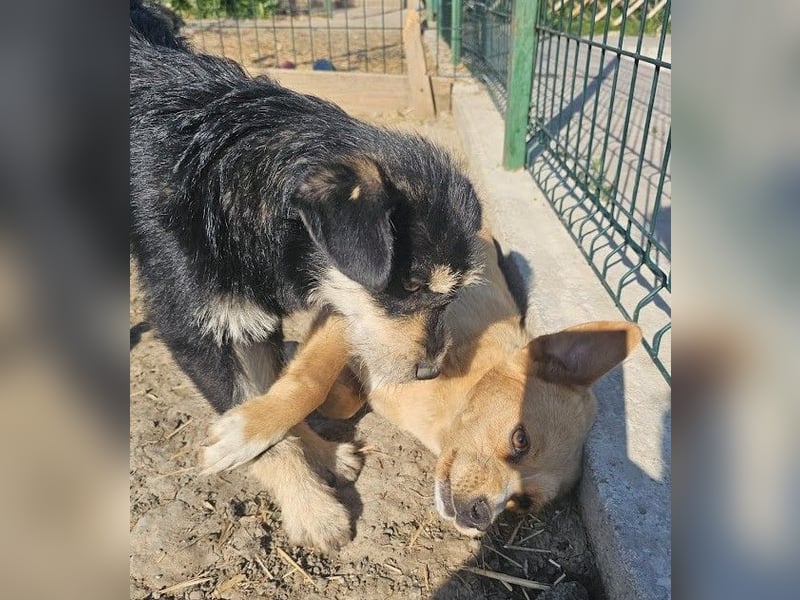 Kleiner, junger Rusty sucht liebevolles Zuhause (D/CH/LUX)