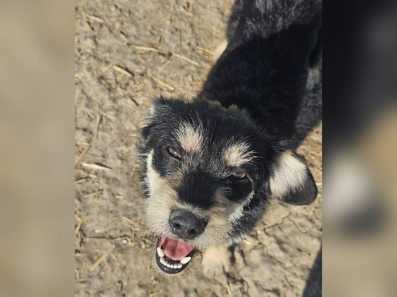 Kleiner, junger Rusty sucht liebevolles Zuhause (D/CH/LUX)