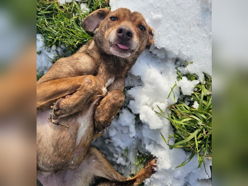 Welpenmädchen Sophie sucht liebevolle Familie