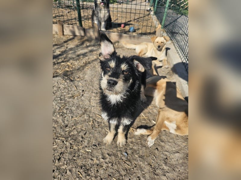 Kleiner, junger Rusty sucht liebevolles Zuhause (D/CH/LUX)