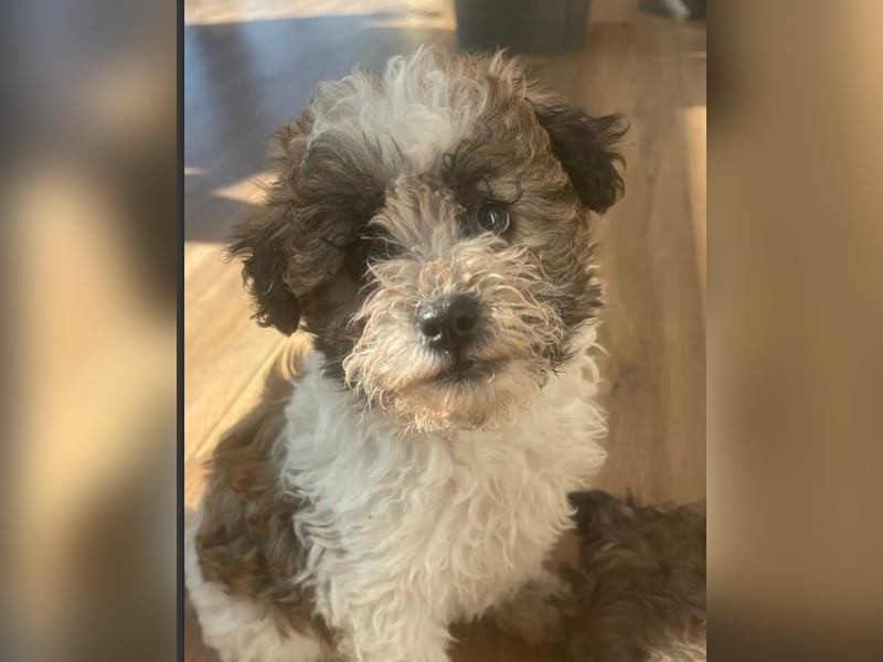 Der kleine Porto sucht ein Zuhause