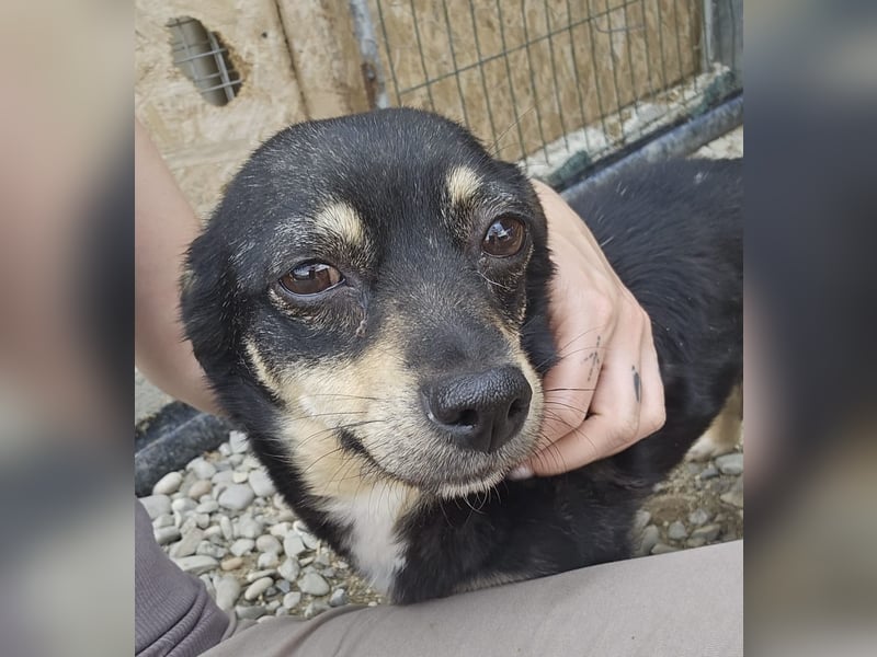 Kleine Hündin Bijou sucht Familie (D/LUX/CH)