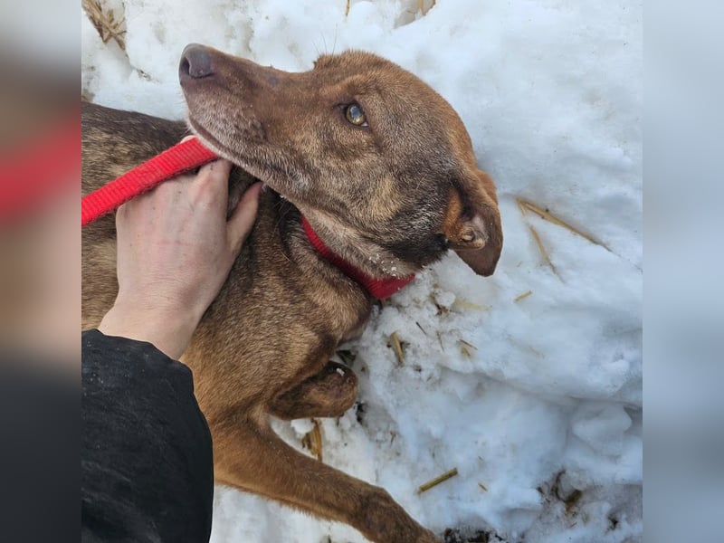 Welpenmädchen Sophie sucht liebevolle Familie