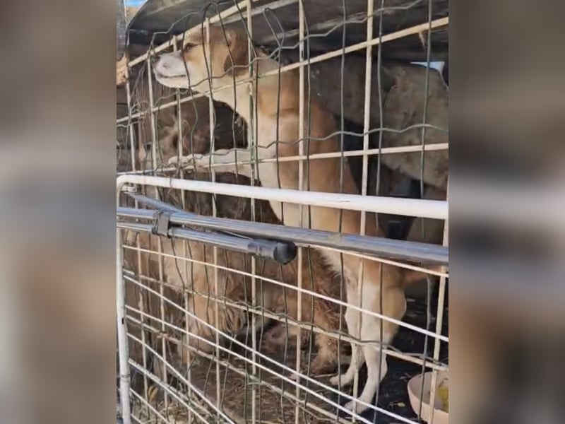 Kleines Welpenmädchen Dolly sucht Zuhause