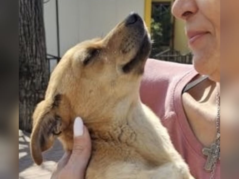 Supersüßes, kleines Welpenmädchen Bonnie