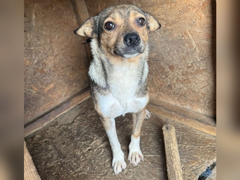 Kaylie - kleine, fürsorgliche Mama sucht ruhiges Zuhause