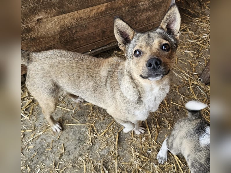 Kaylie - kleine, fürsorgliche Mama sucht ruhiges Zuhause