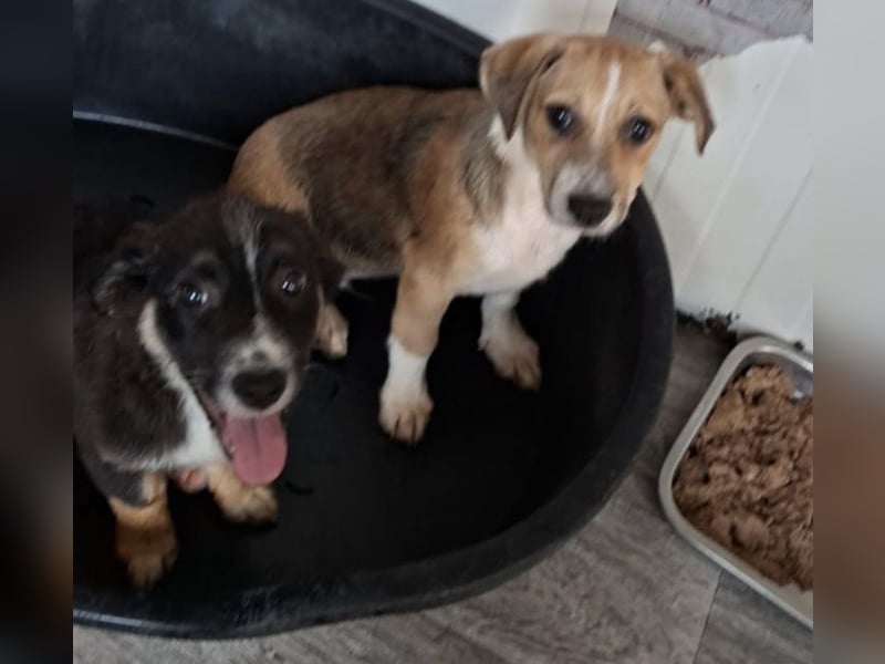 Sanfter Welpenbub Toby sucht Zuhause (in D oder LUX)