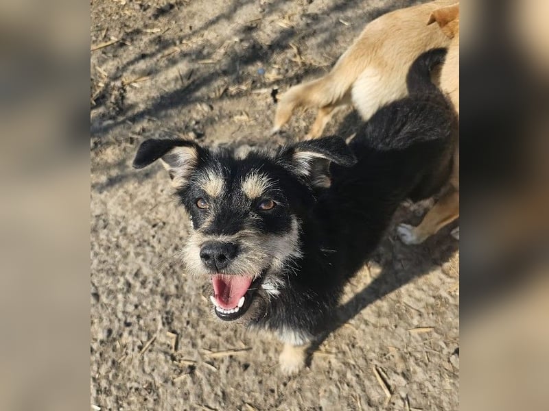 Kleiner, junger Rusty sucht liebevolles Zuhause (D/CH/LUX)